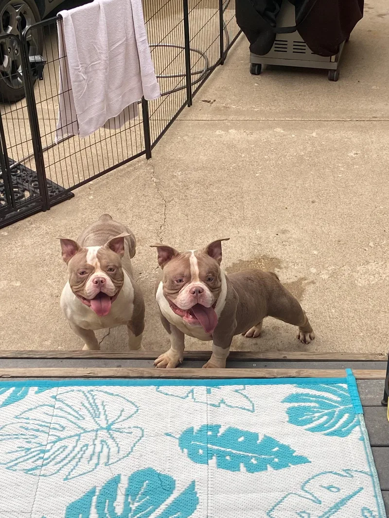 Mischief