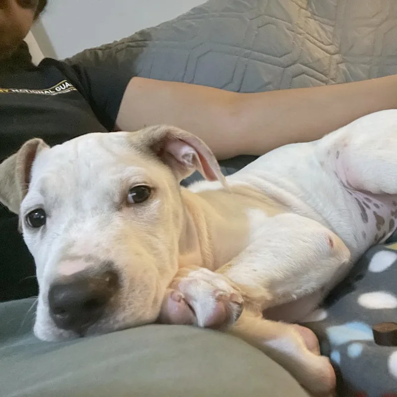 Bobik Aka "pj" thumbnail 2