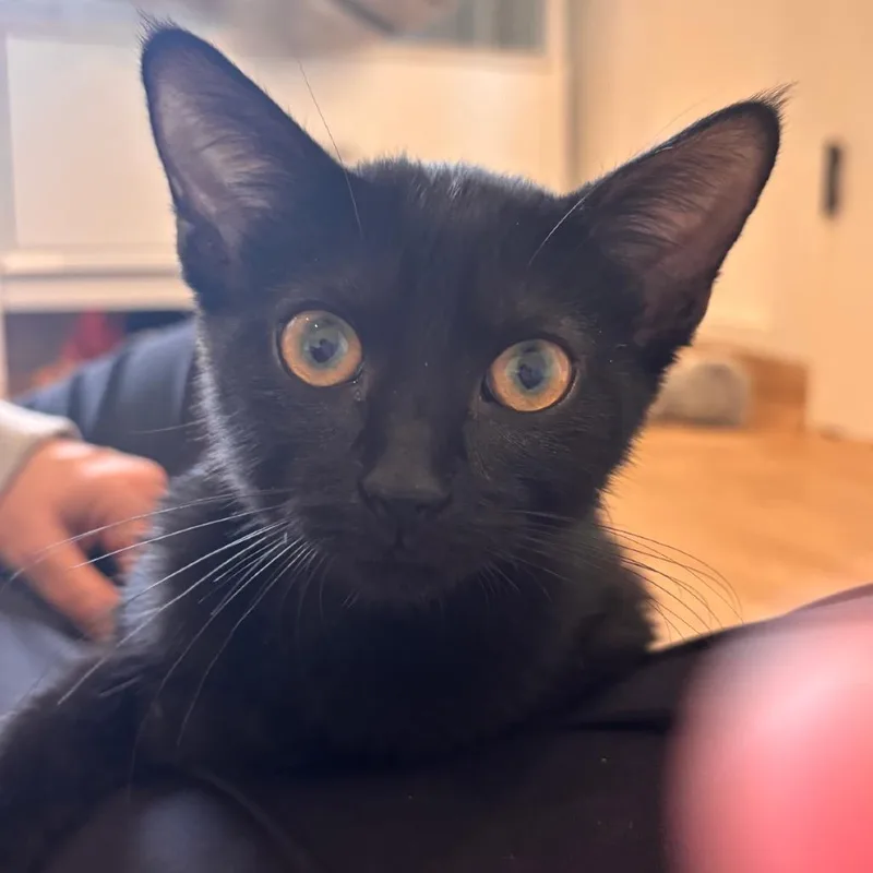 A baby small-sized female Black Domestic Short Hair cat named Mulberry for adoption in Kyle, TX