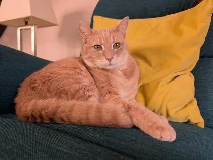 An adult extra large-sized male American Shorthair cat named Auggie for adoption in Seattle, WA