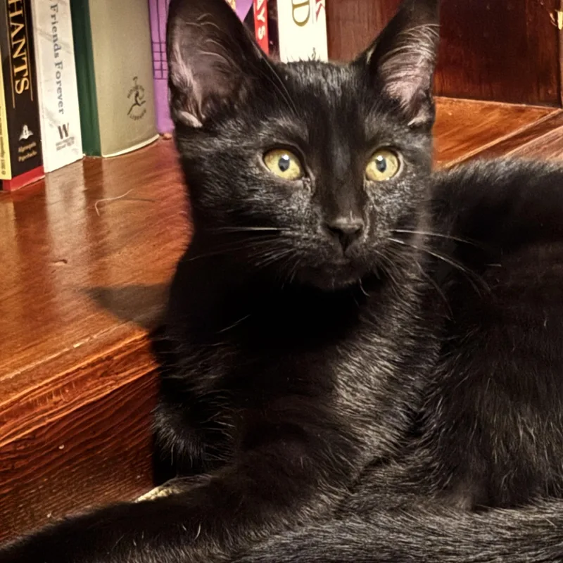Jett