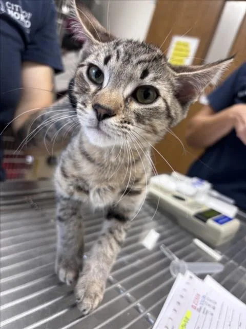 A baby small-sized male Domestic Short Hair cat named Danny for adoption in Norco, CA