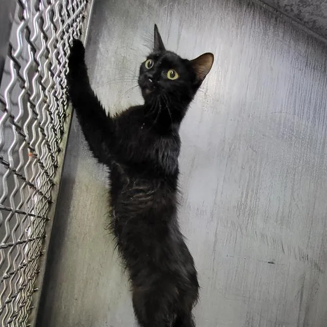A young medium-sized female Domestic Long Hair cat named Daniella for adoption in San Antonio, TX