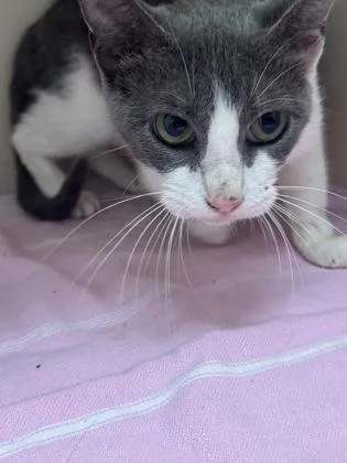 An adult medium-sized female Domestic Short Hair cat named Azalea for adoption in Chamblee, GA