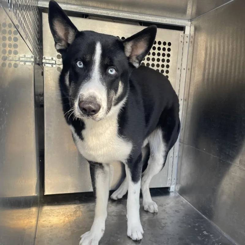 An adult large-sized male Black Shepherd dog named Achilles for adoption in Edinburg, TX