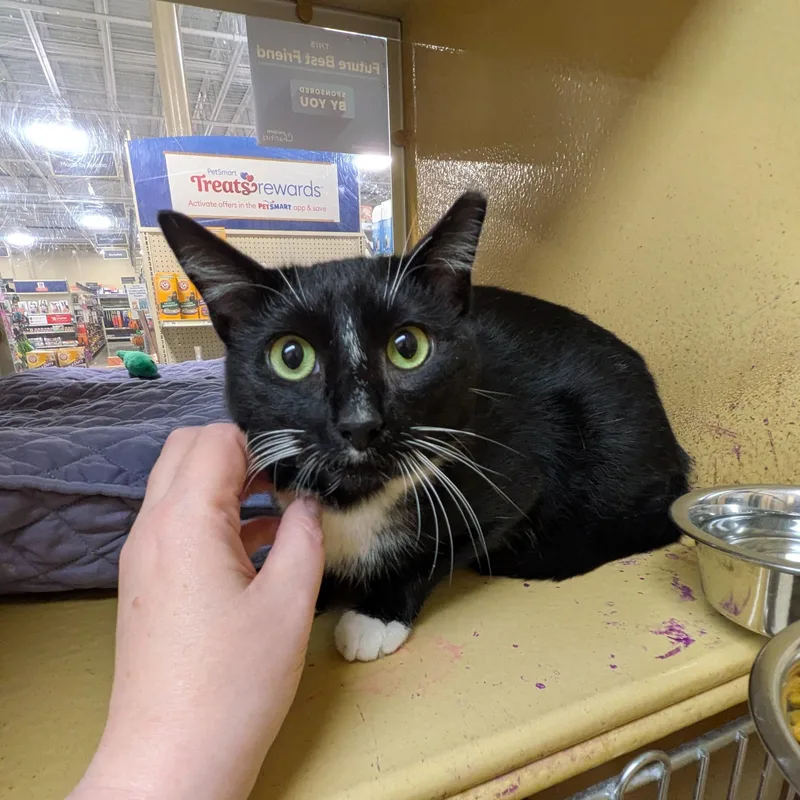 A young large-sized male Black & White / Tuxedo Domestic Short Hair cat named Lindy for adoption in Buffalo, NY