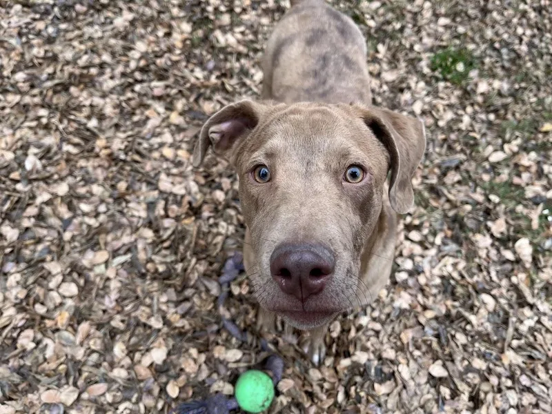 Rascal A thumbnail 2