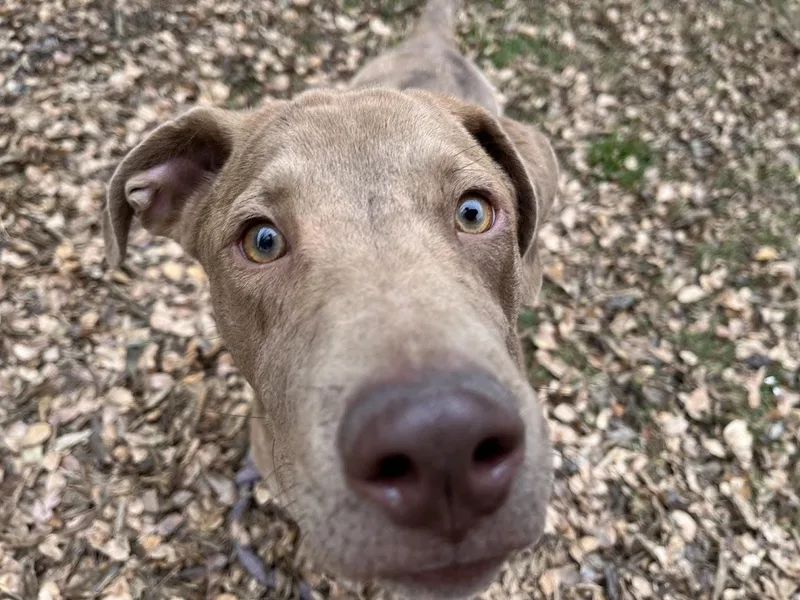 Rascal A thumbnail 4