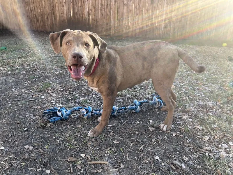 Rascal A thumbnail 5