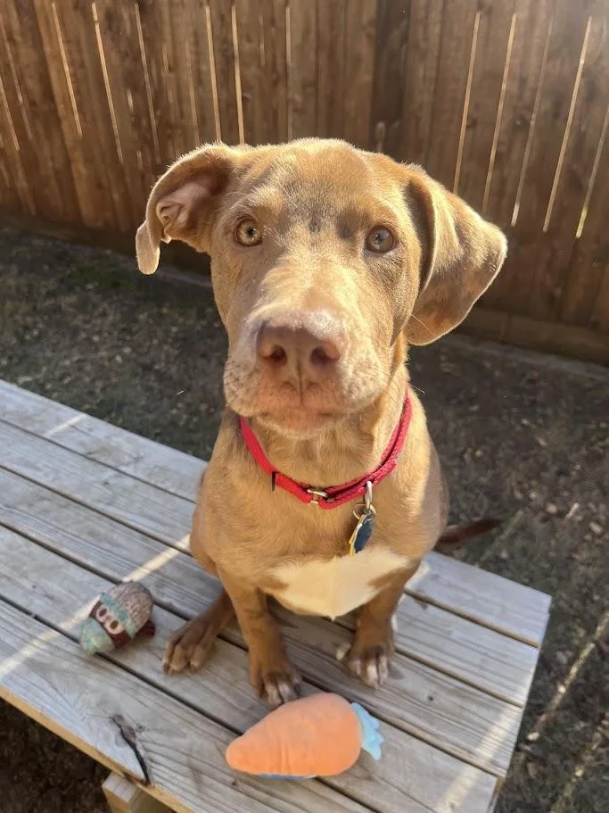 Rascal A thumbnail 6