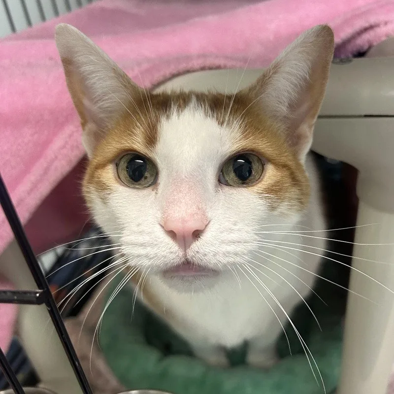 A senior medium-sized male Domestic Short Hair cat named Little Man for adoption in New Castle, DE