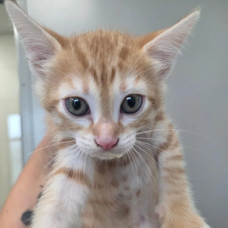 A young small-sized female Orange / Red Domestic Short Hair cat named Pebbles for adoption in Sand Springs, OK