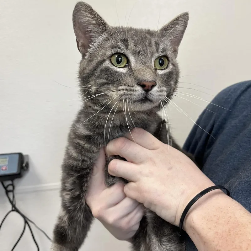 An adult large-sized male Gray / Blue / Silver Domestic Short Hair cat named Big Tony for adoption in Columbiana, AL