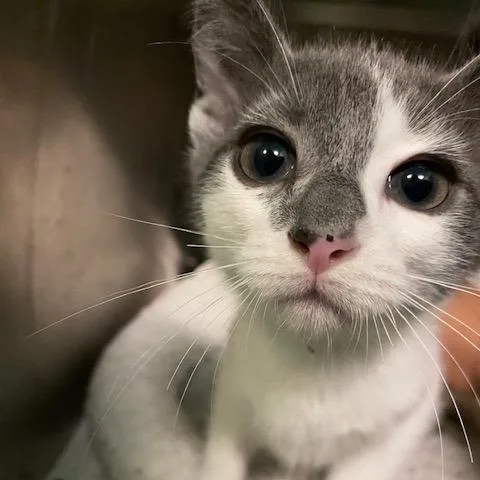 A baby small-sized male Gray / Blue / Silver Domestic Short Hair cat named Kobocha for adoption in Dayton, OH