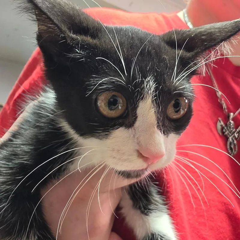 A baby small-sized female Black Domestic Short Hair cat named Salsa FKA Smudge for adoption in Leander, TX
