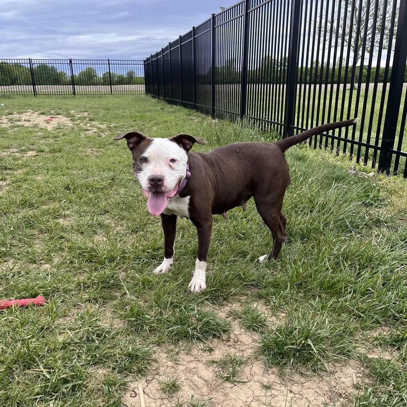 An adult large-sized female Brown / Chocolate Terrier dog named Serena for adoption in West Jefferson, OH