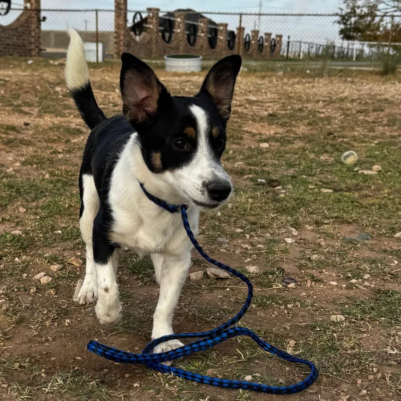 A young small-sized male Black Jack Russell Terrier dog named Little for adoption in Midland, TX