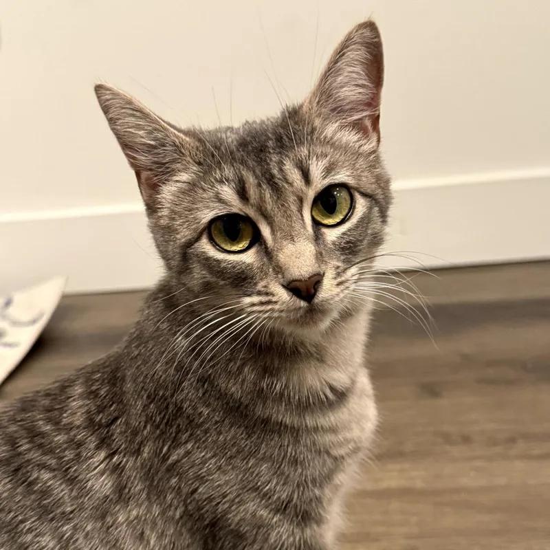 A young medium-sized female Brown / Chocolate Domestic Short Hair cat named Kit for adoption in Los Angeles, CA