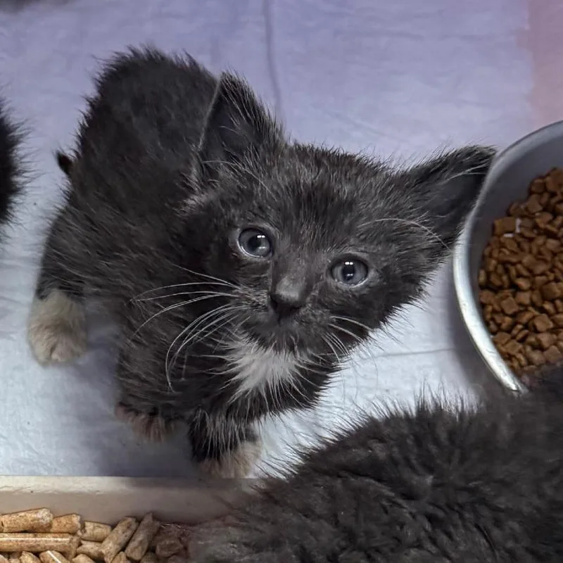 A baby small-sized male Domestic Short Hair cat named The Pickler for adoption in Keizer, OR