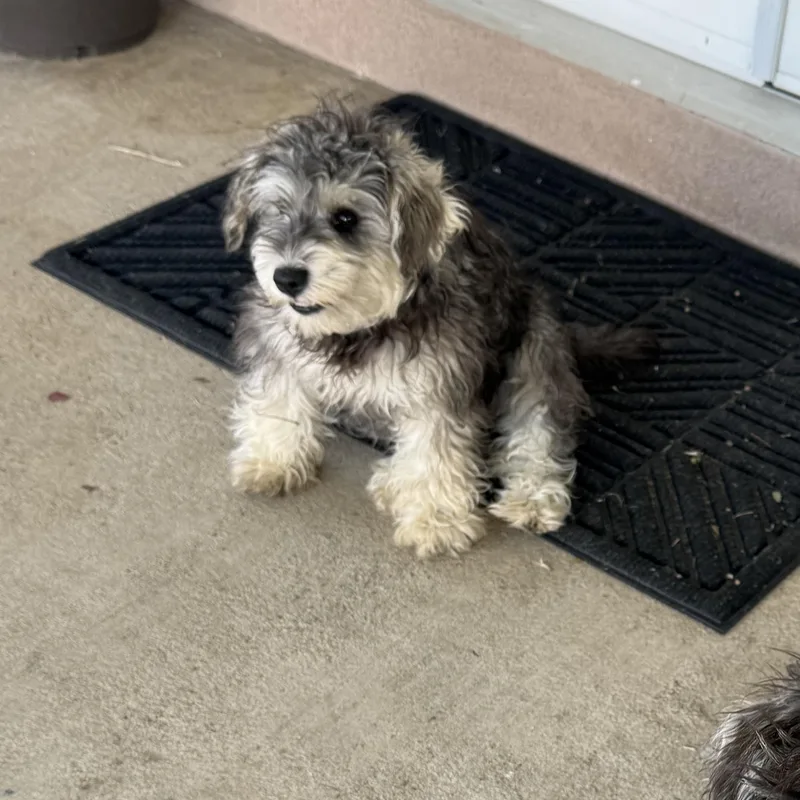A young small-sized female Gray / Blue / Silver Schnauzer dog named Poppy for adoption in Norco, CA
