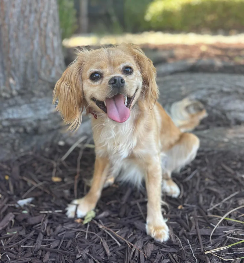 A young small-sized male Cocker Spaniel dog named Zamboni for adoption in Palo Alto, CA