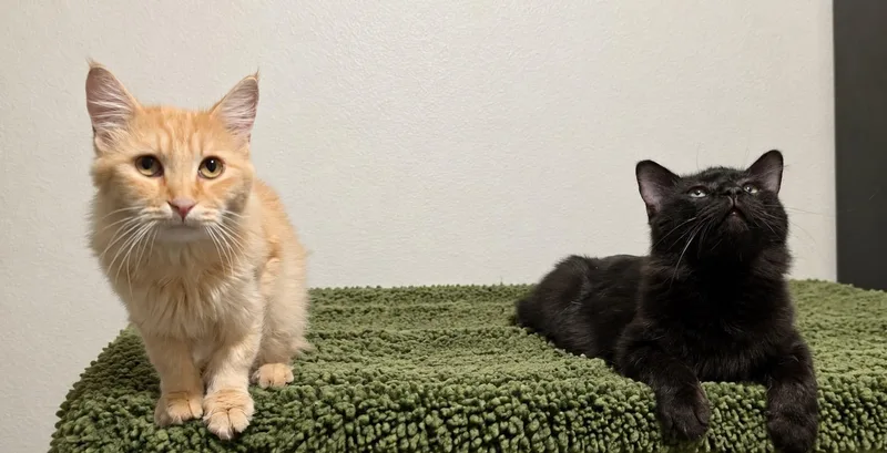 A baby large-sized male Black Maine Coon cat named Cole for adoption in Mission Viejo, CA