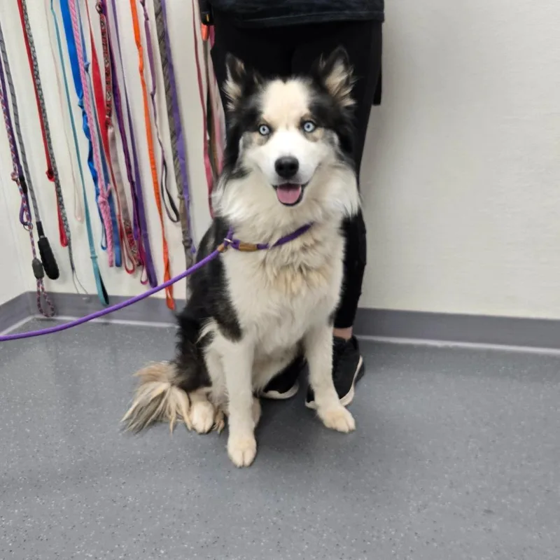 An adult medium-sized male White / Cream Husky dog named Starlord for adoption in Albuquerque, NM
