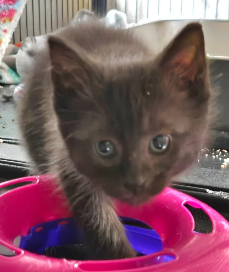 Huxley thumbnail 2