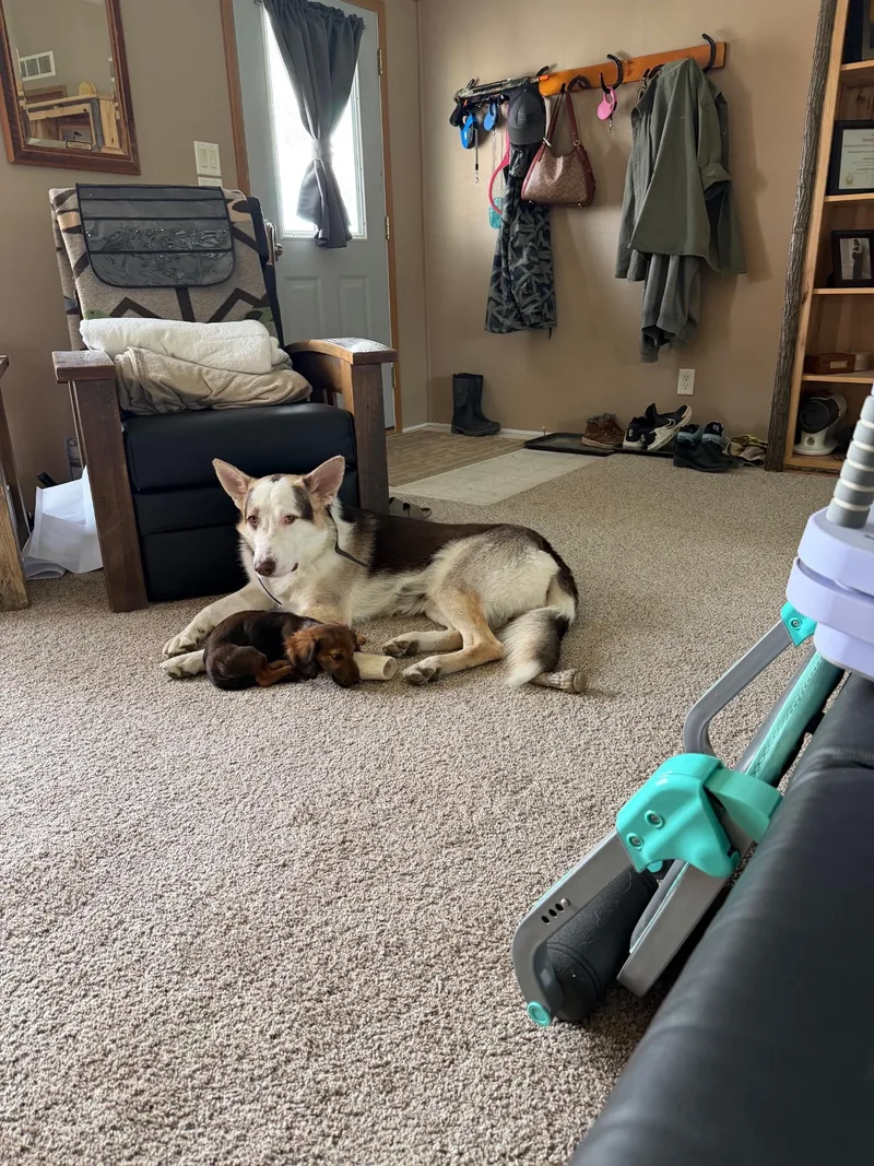 An adult large-sized male Shepherd dog named Zeus for adoption in Billings, MT