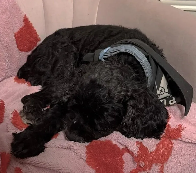 A senior small-sized male Black Cocker Spaniel dog named Asher for adoption in Plano, TX