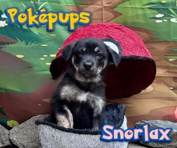 A baby small-sized male Mixed Breed dog named Snorlax for adoption in Milton, DE