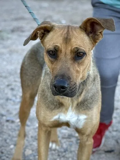 Carrot Cake thumbnail 2