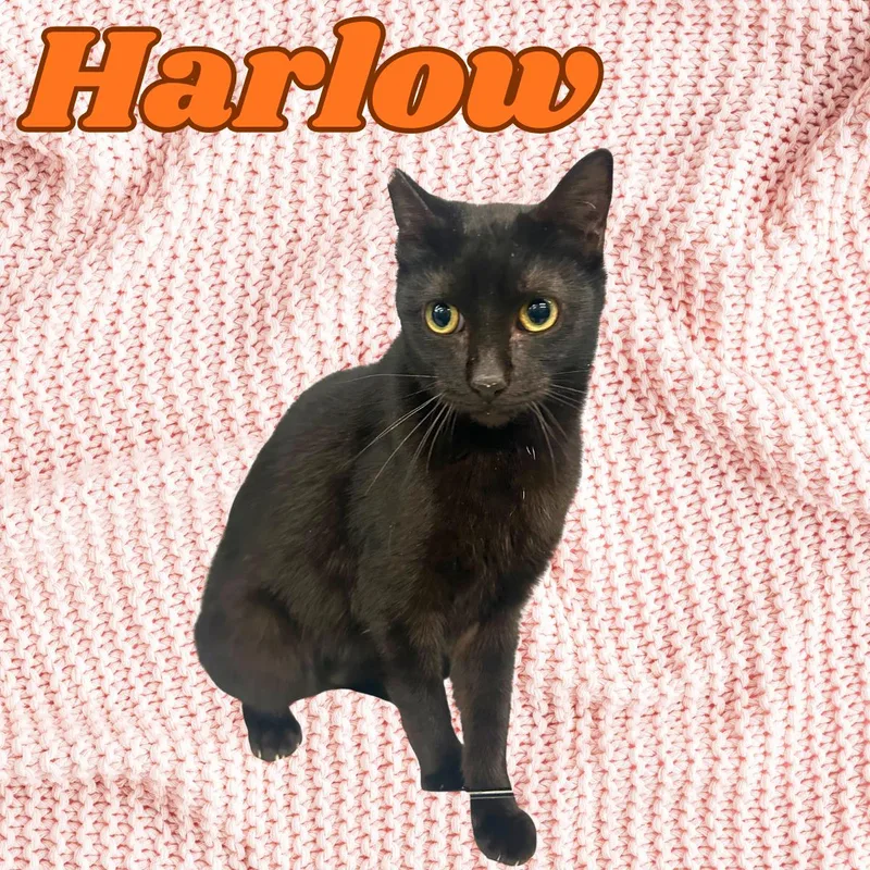 An adult medium-sized male Black Domestic Short Hair cat named Harlow for adoption in South Padre Island, TX