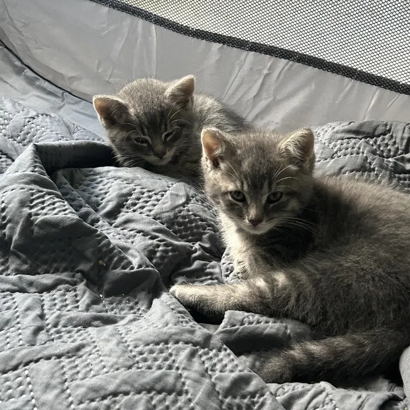 A baby small-sized male Gray / Blue / Silver Domestic Short Hair cat named Tango Ramishvili for adoption in Merrifield, VA