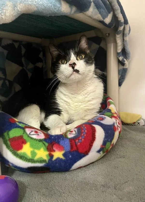 A senior medium-sized male Domestic Short Hair cat named Christopher for adoption in Oceanside, CA
