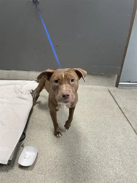 A young small-sized female American Staffordshire Terrier dog named Nova for adoption in Tallahassee, FL