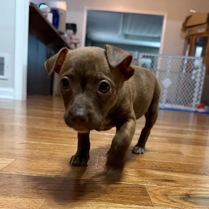 A baby medium-sized female Brown / Chocolate Terrier dog named Jade for adoption in La Grange, KY