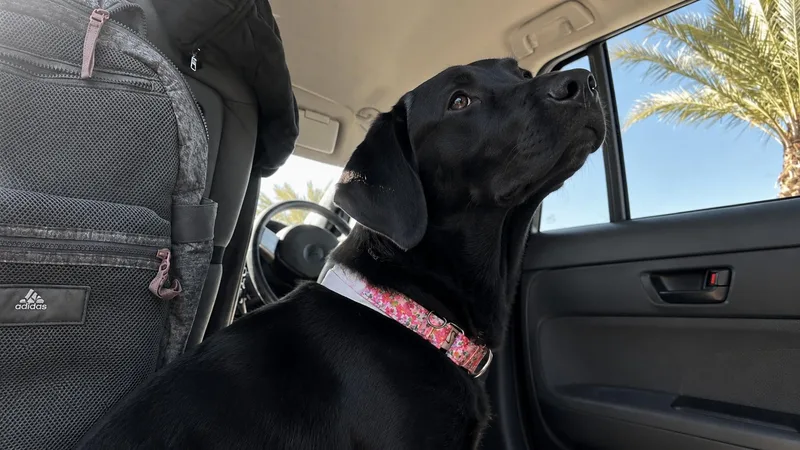A young medium-sized female Labrador Retriever dog named Olvia for adoption in Palm desert, CA