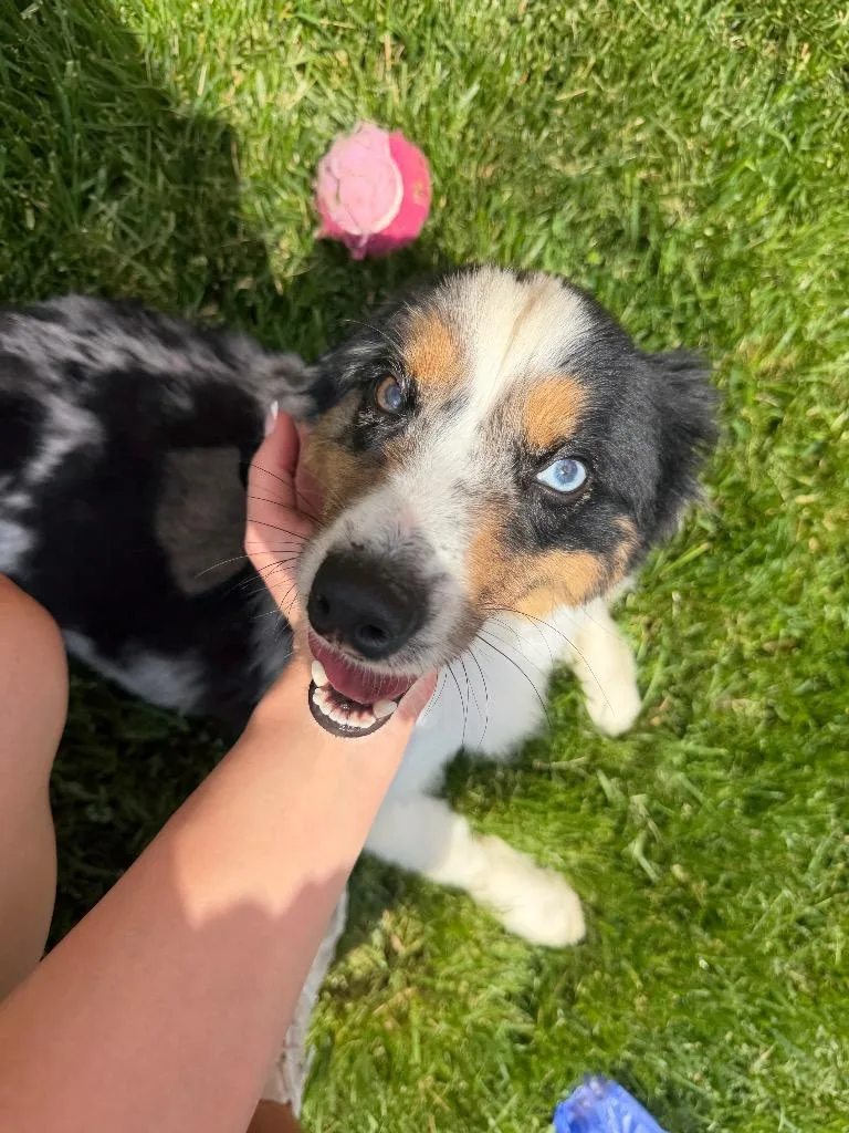 Snickers thumbnail 2