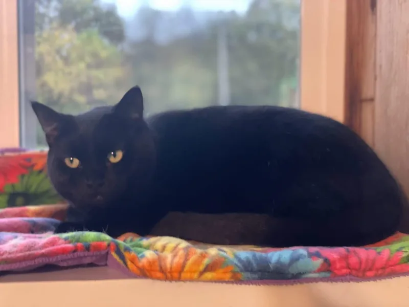 A young medium-sized female Black Domestic Short Hair cat named Pickles for adoption in Lacon, IL
