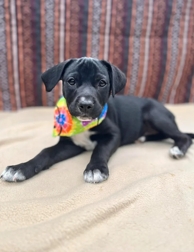 A baby medium-sized female Black Labrador Retriever dog named Zahla for adoption in Gulfport, MS