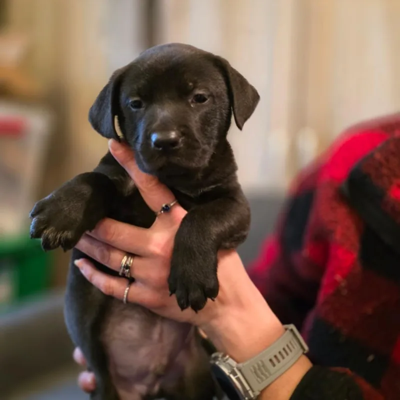 Tucker Aka Dorset thumbnail 2