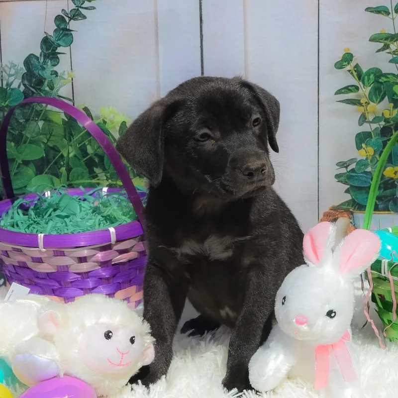 Tucker Aka Dorset thumbnail 3