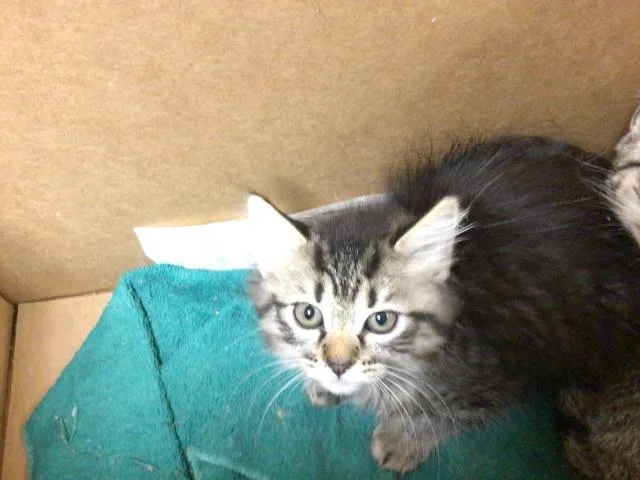 A young small-sized female Domestic Medium Hair cat named Wanda for adoption in Riverside, CA