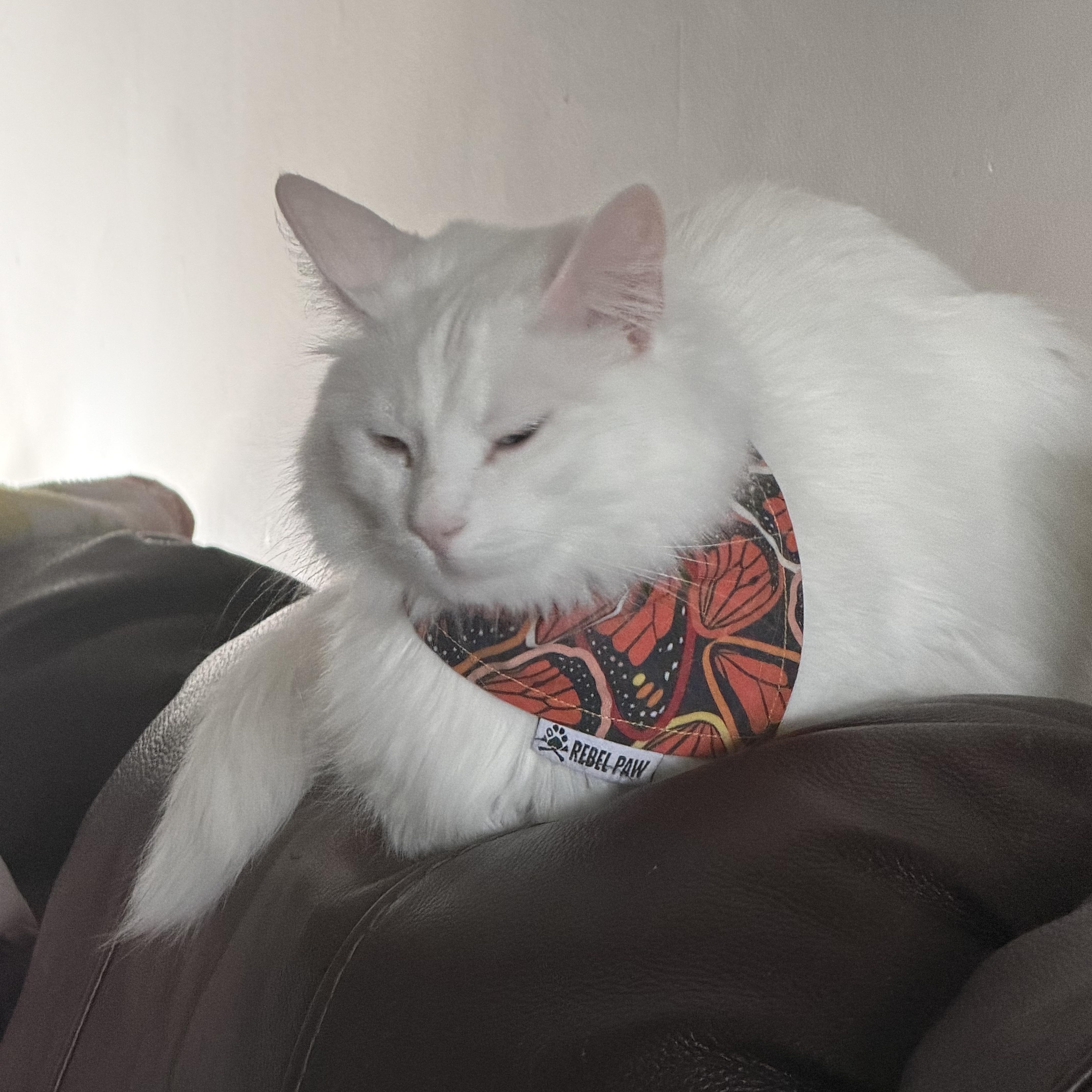 An adult large-sized male White Domestic Short Hair cat named Ghost and Aang for adoption in Midvale, UT