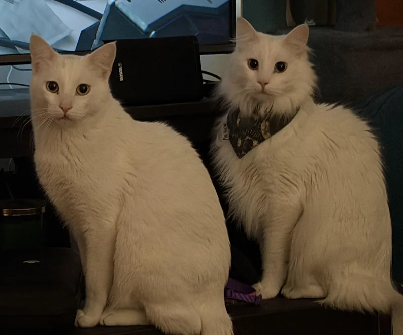 Ghost and Aang thumbnail 3