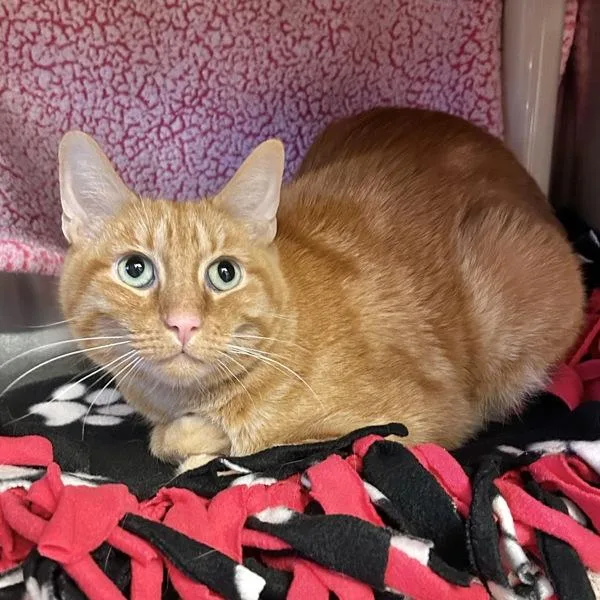 A senior medium-sized male Domestic Short Hair cat named Zesty for adoption in Oakland, CA