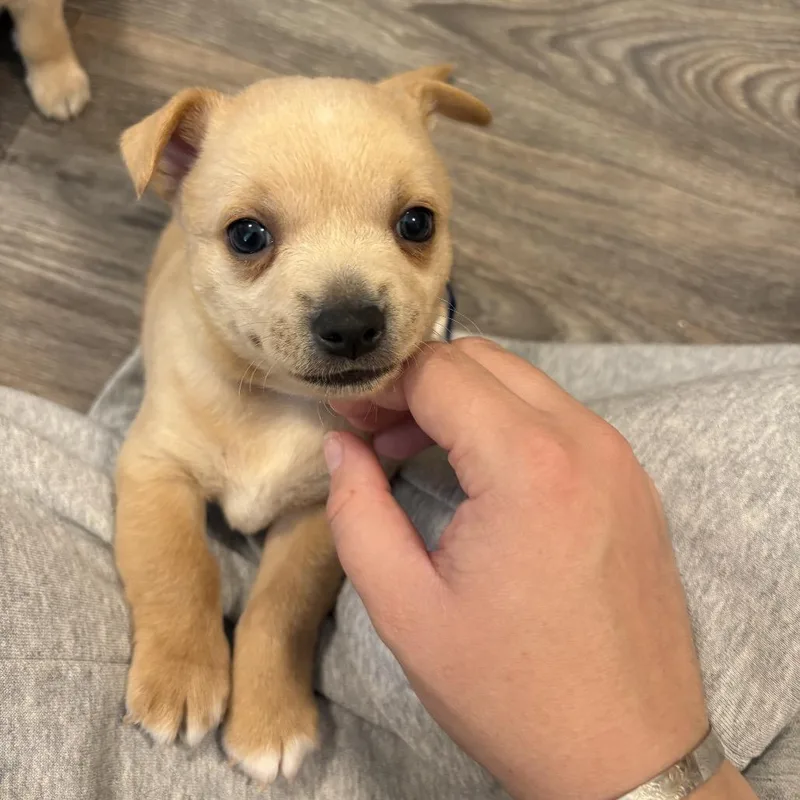 A baby small-sized male Yellow / Tan / Blond / Fawn Chihuahua dog named Thistle for adoption in Benton City, WA