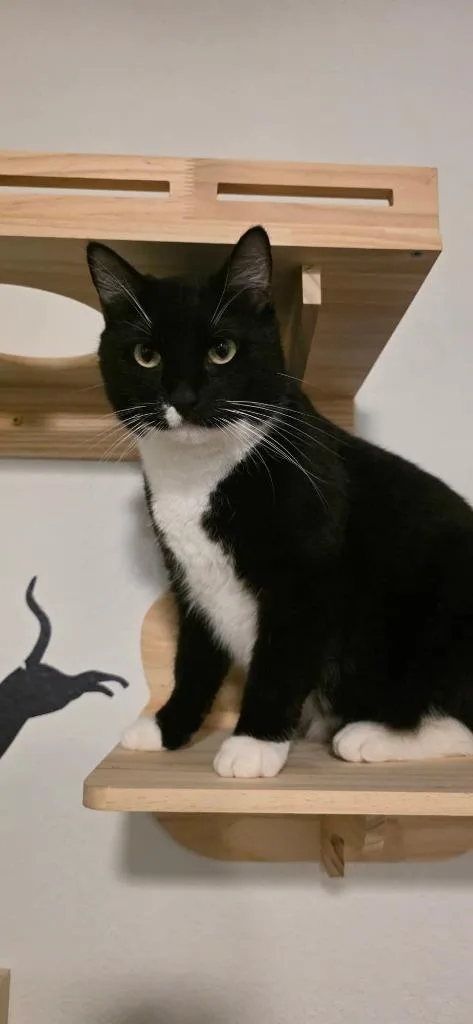 Rico Suave thumbnail 2