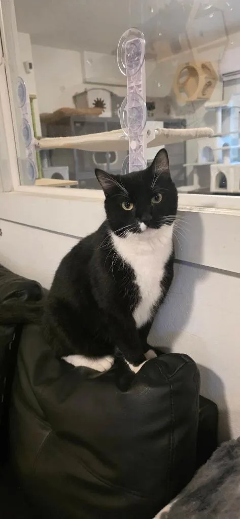 Rico Suave thumbnail 3